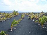 Kalapana Puna Big Island